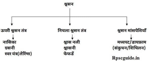 मानव श्वसन तंत्र क्या है? चित्र, परिभाषा, प्रकार Human Respiratory system In Hindi