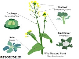 पादप में प्रजनन के चरण/पद एंव महत्त्व | Plant Breeding In Hindi | PDF